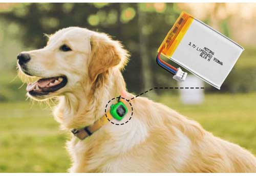 Lipo Battery In Animal Wearable
